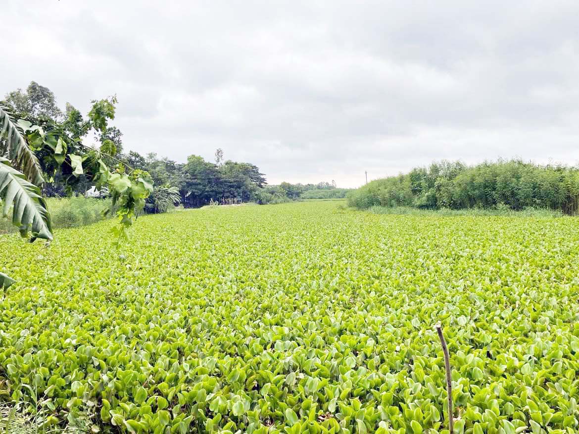 বৃহত্তর লাকসামের বিভিন্ন নদ-নদী আর খালে-বিলে  কচুরিপানার ভয়াবহ সর্বনাশ; দেখার মতো কেউ নেই !