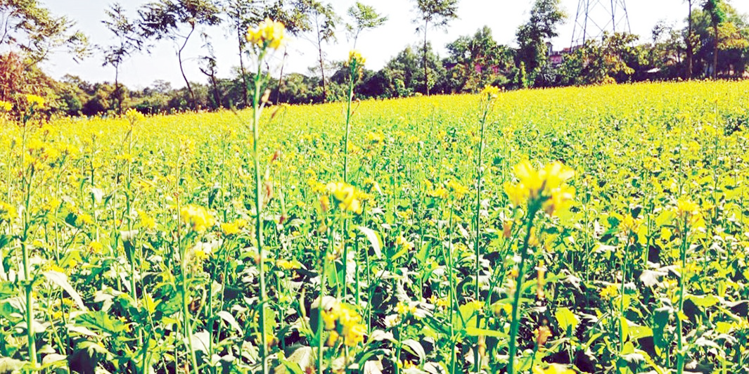 ব্যাহত হতে পারে লক্ষ্যমাত্রা অর্জন  ক্ষতির মুখে কুমিল্লার সরিষা চাষীরা