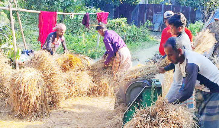 আমনের বাম্পার ফলনেও হাসি নেই কৃষকের মুখে