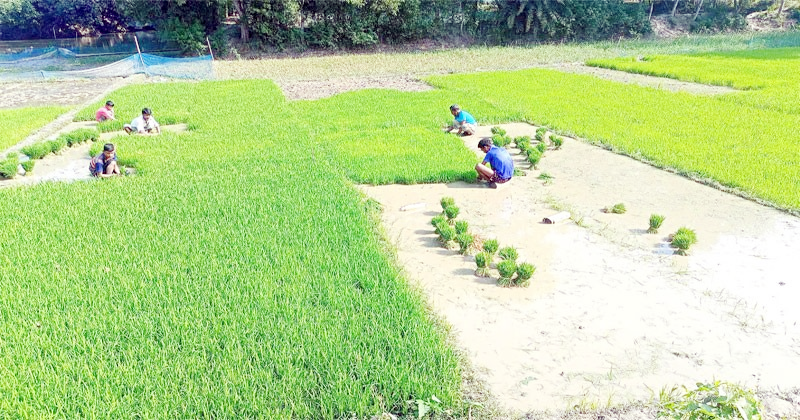 তীব্র শীতেও বোরো চাষে ব্যস্ত সময় পার করছেন কৃষকরা