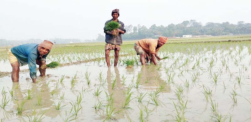 ব্রাহ্মণপাড়ায় বোরোর বীজতলা তৈরিতে ব্যস্ত কৃষক