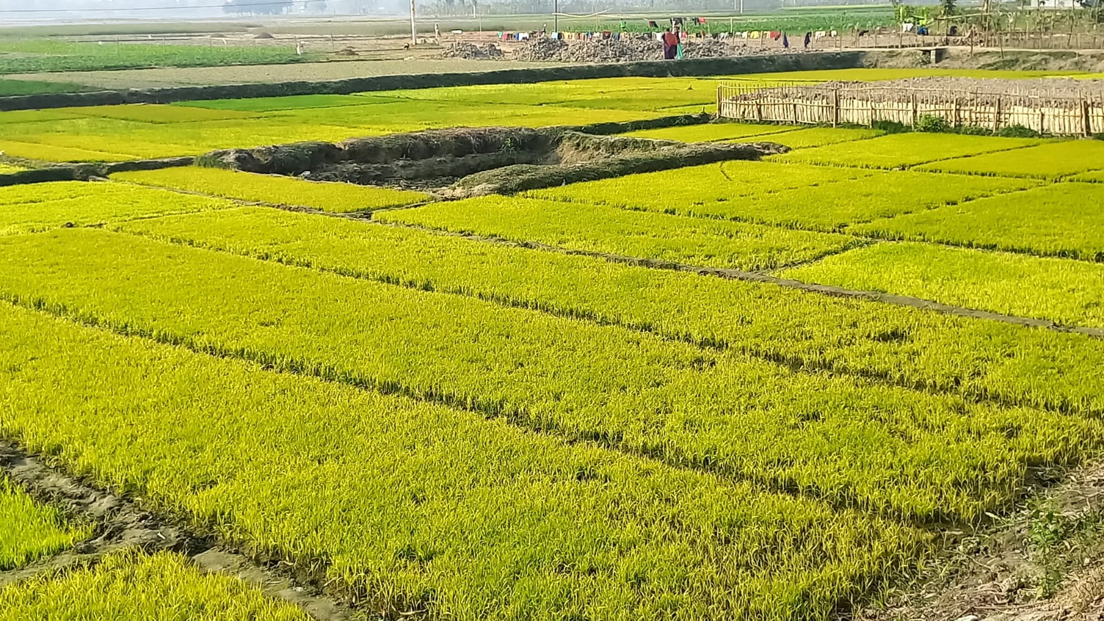 দিনাজপুরে ঘন কুয়াশায় বিবর্ণ বোরোর বীজতলা