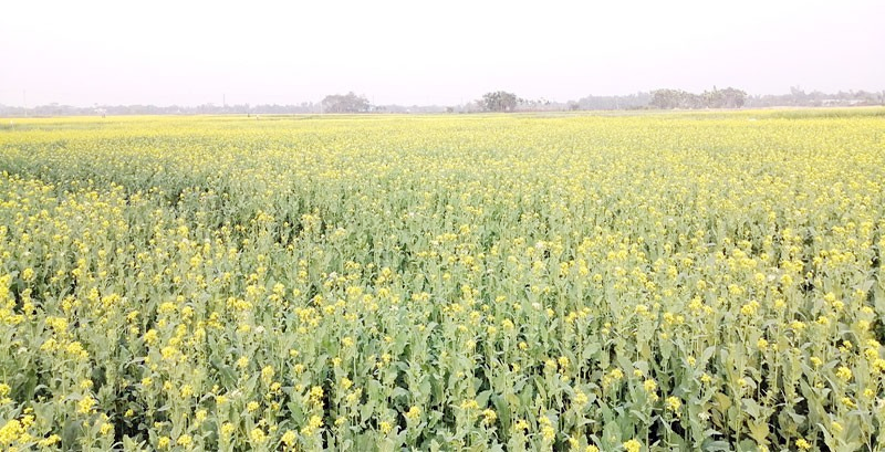 মুরাদনগরে সরিষার বাম্পার ফলনে কৃষকের মুখে হাসির ঝিলিক