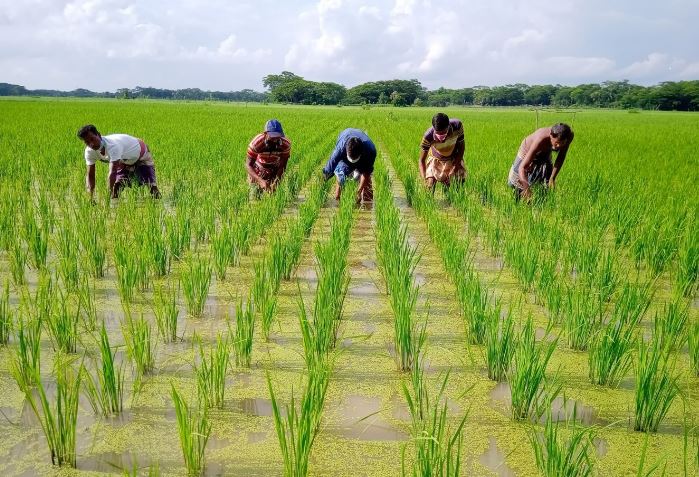 আউশ চাষে ৬৪ কোটি টাকা প্রণোদনা দেবে সরকার