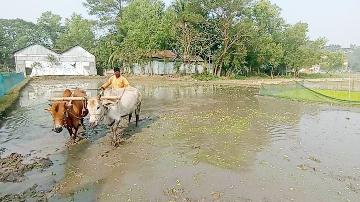 গরু দিয়ে হালচাষের গ্রামবাংলার চিরচেনা দৃশ্য হারিয়ে যাচ্ছে