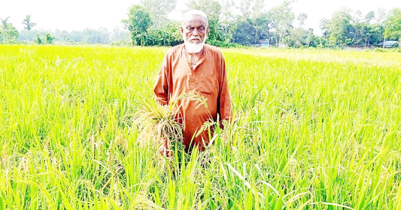 নাঙ্গলকোটে কৃষি বিভাগের ব্রি-৯২ বীজে কৃষকের সর্বনাশ