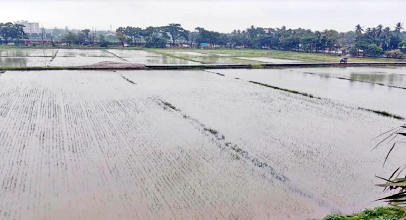 ব্রাহ্মণপাড়ায় টানা বৃষ্টিতে তলিয়ে  গেছে রোপা আমনের বীজতলা