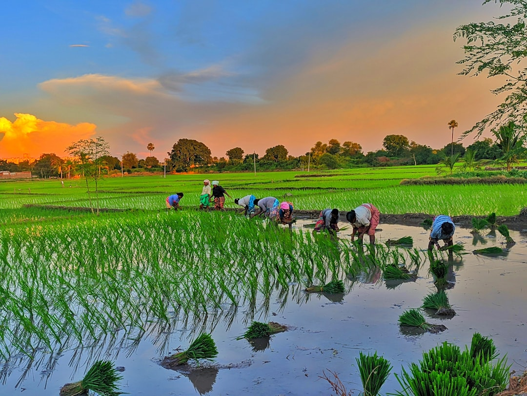 কৃষি বিপণনে দুর্বলতা ও উত্তরণের কৌশল