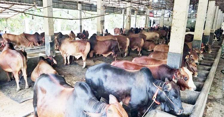 কুমিল্লায় কোরবানির চাহিদা মিটিয়েও অতিরিক্ত ২৩ হাজার পশু মওজুদ কুমিল্লায় কোরবানির চাহিদা মিটিয়েও অতিরিক্ত ২৩ হাজার পশু মওজুদ