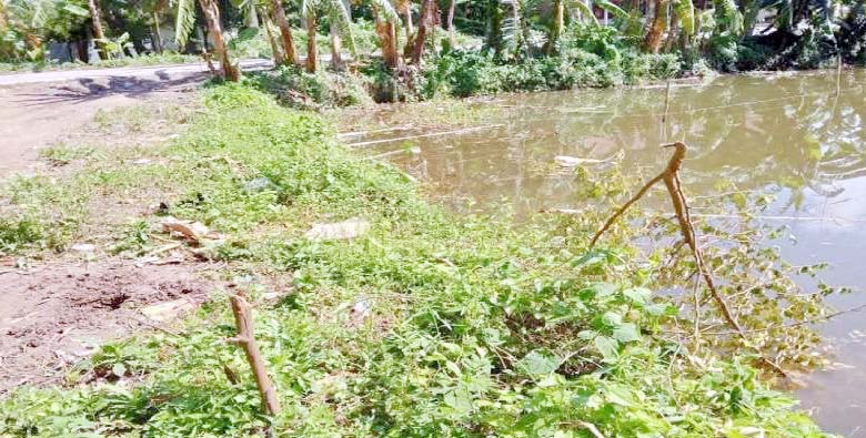 চৌদ্দগ্রামে বিদ্যালয়ের আঙ্গিনায় শিক্ষার্থীদের  রোপণ করা সরকারি গাছ কেটে ফেলার অভিযোগ