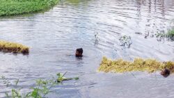 চান্দিনায় কৃত্রিম জলাবদ্ধতায় কয়েক হাজার হেক্টর জমির  পাকা আউশ ধান কাটা নিয়ে কৃষকরা চরম বিপাকে