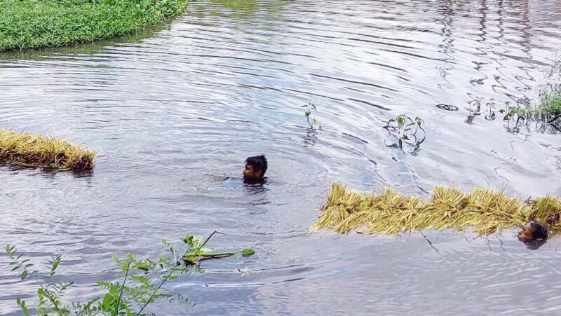 চান্দিনায় কৃত্রিম জলাবদ্ধতায় কয়েক হাজার হেক্টর জমির  পাকা আউশ ধান কাটা নিয়ে কৃষকরা চরম বিপাকে