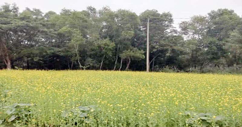 ব্রাহ্মণপাড়ায় সরিষার বাম্পার ফলনের আশা কৃষকদের