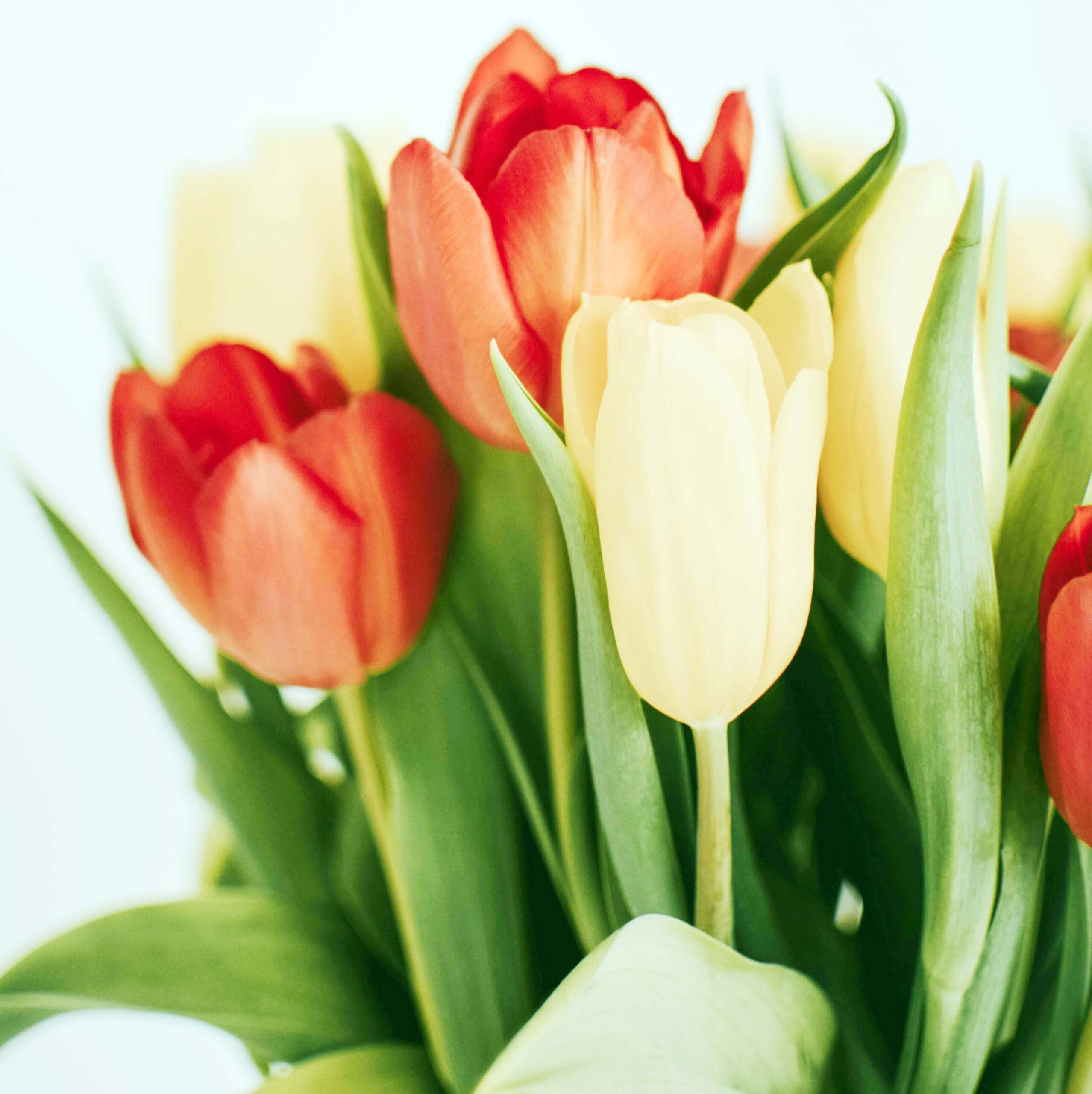 শুভেচ্ছা